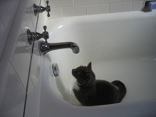 grifo gato - Problemas comunes en el baño